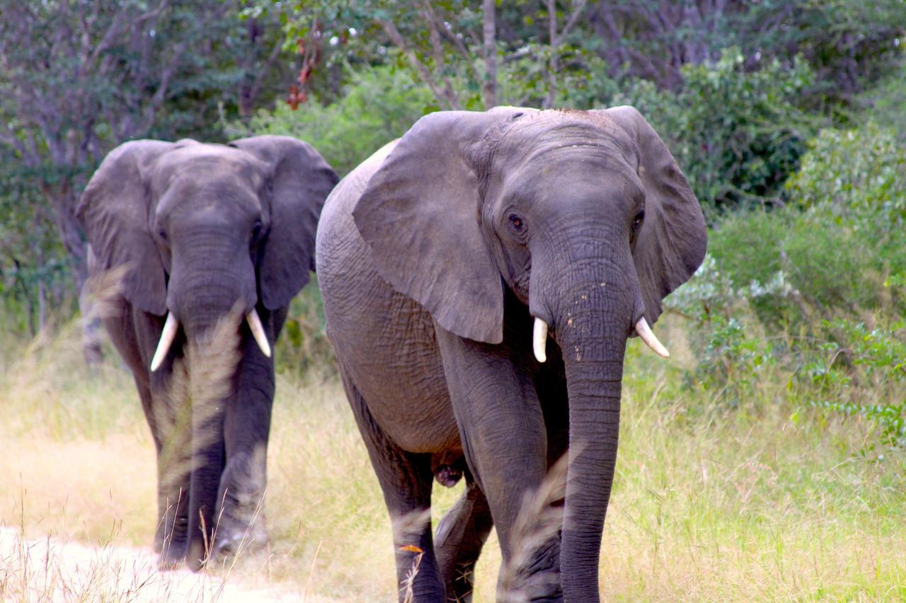 Gwango Elephant Lodge Dete Εξωτερικό φωτογραφία