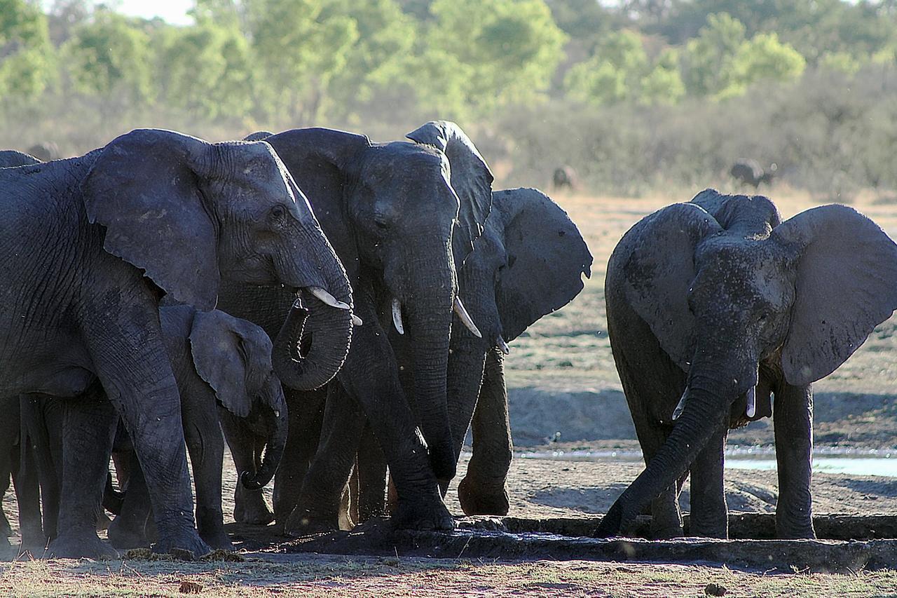 Gwango Elephant Lodge Dete Εξωτερικό φωτογραφία